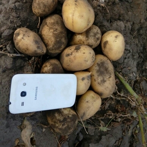 Картофель новый урожай 